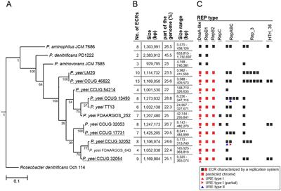 Genome-wide comparative analysis of clinical and environmental strains of the opportunistic pathogen Paracoccus yeei (Alphaproteobacteria)